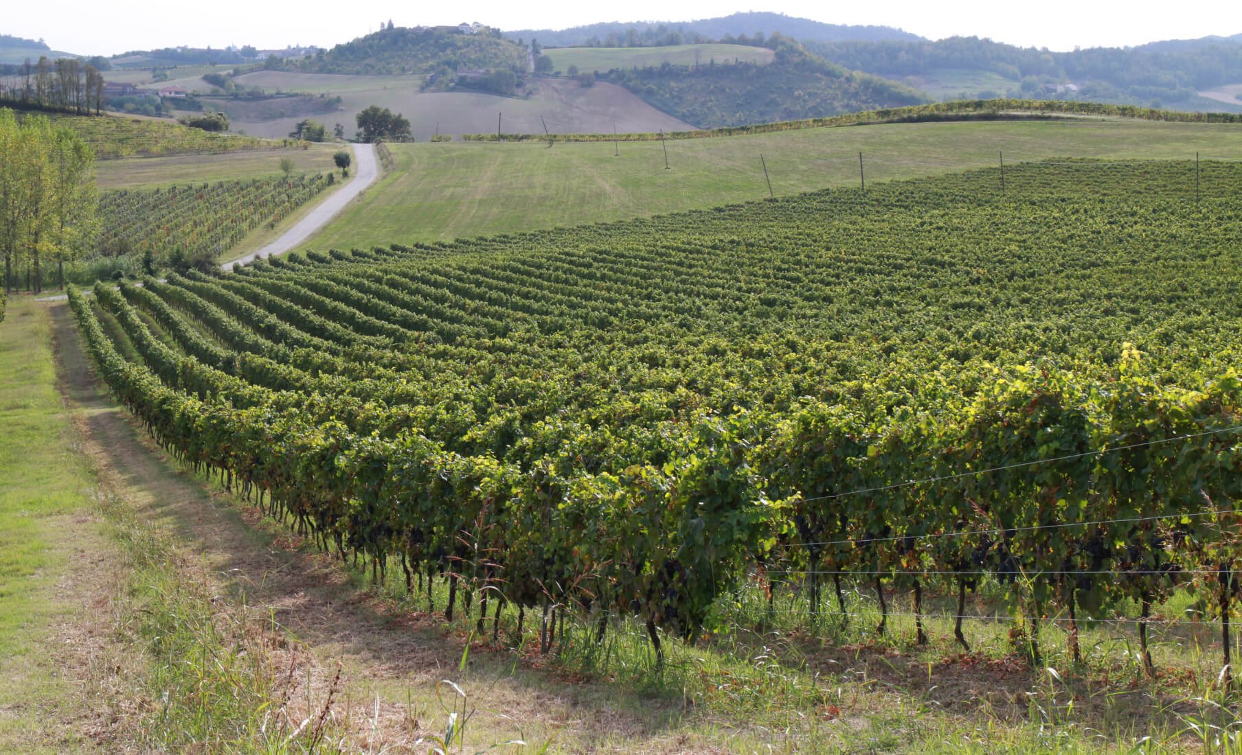 azienda agricola giovanni coppo