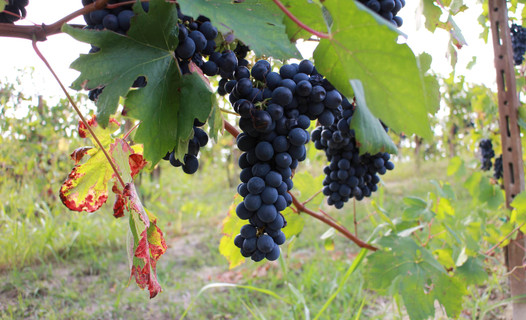 vinificazione giovanni coppo