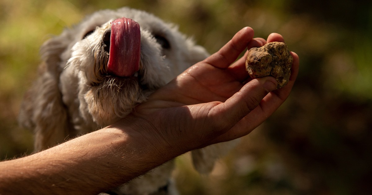 Il Tartufo bianco della Valle Ghenza: dalla Cerca al Piatto